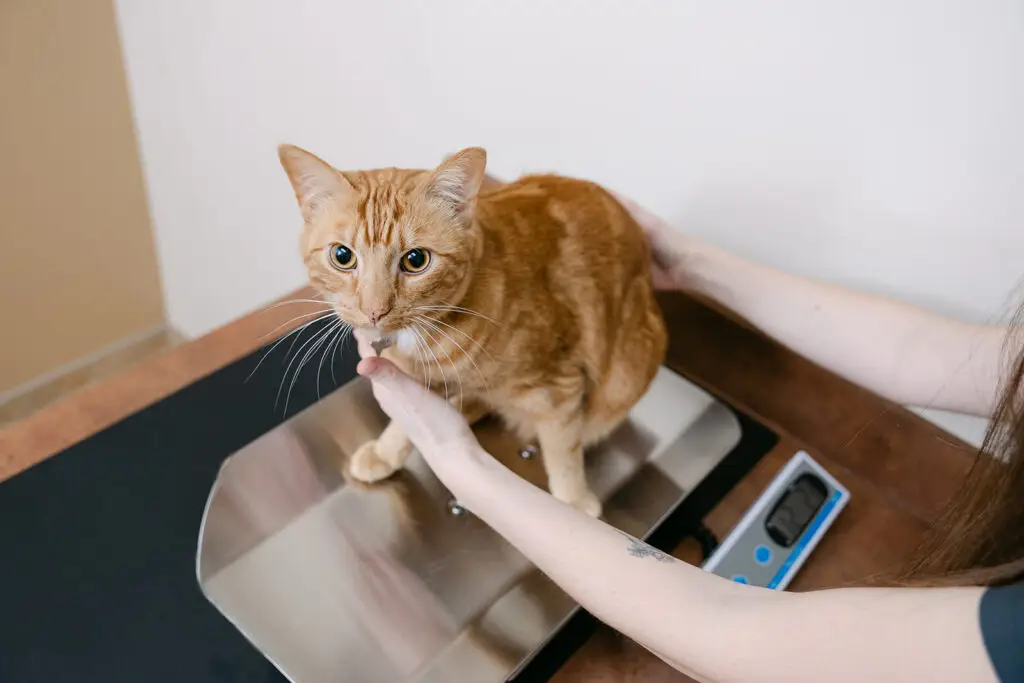 Veterinary technician gently holding an orange tabby while checking weight on a digital scale at White Oaks Veterinary Hospital in Manheim.